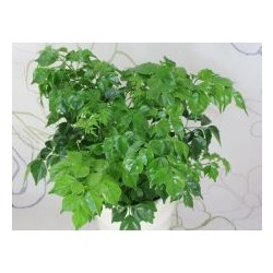 화분