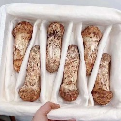 송이버섯